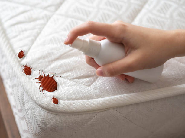 Best Flea Control Services  in St Peter, WI