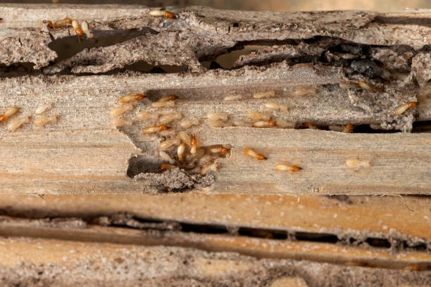 Best Termite Control Services  in St Peter, WI